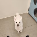 애견미용실 이미지