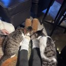 컴포즈커피강원홍천점 | 홍천 글램핑장 추천 강원도 감성 숙소 누크글램핑 홍천 펜션 후기