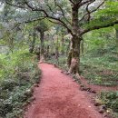 비자림스마일 이미지