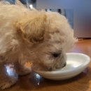 도그마루 노원점 | 강아지 분양 받은 후기 크림푸들 도그마루 노원점