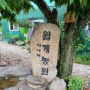 고성월계밭미나리