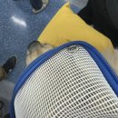 해이당 부산애견호텔 강아지유치원 반려견미용 목욕 교육 훈련 | 금정구 애견유치원 노포 해이당 무료 체험 후기