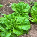 오림1길 이미지