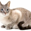 야옹아멍멍해봐(두정점) 이미지