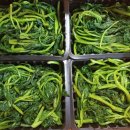 곤드레사랑 이미지