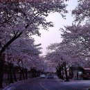 경주 벚꽃(김유신장군묘 가는길 & 황남동 길)-2 이미지