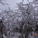 발왕산 엄홍길 코스 상고대 눈꽃산행 14km 이미지