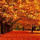 이브 몽탕, 로저 윌리암스(피아노), 냇 킹콜의 Autumn Leaves(고엽')을 듣는다---이 가을, 황혼일까, 고독이라--- 이미지
