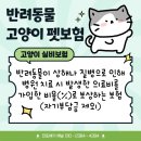 변경(개정) 된 반려동물 고양이 펫보험 비교 추천 후기