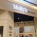 몰리스펫샵 센텀 이미지