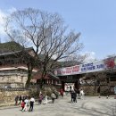 지리산남악제 | 전남 구례여행 지리산 구례화엄사 홍매화 만개 사진 명소 화엄매 천연기념물 지정 3월 꽃구경