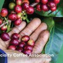 바리스타초급(목) 이미지