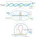 [2023심화/통합]2권 12장 유전자의 발현p.189 이미지