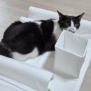 피펫 | 내돈내산_플러피펫 숨바꼭질 고양이 놀이매트 후기 강력추천⭐️