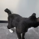 구피동물병원 이미지