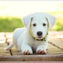 댕댕이블루스 이미지