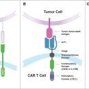 RR-60[정관로]-상-43 | [CAR-T] From bench to bedside: the history and progress of CAR T cell therapy