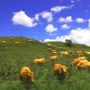 한우목장 이미지