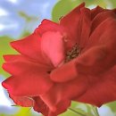 장미꽃사이로 이미지