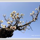 별이되다 이미지