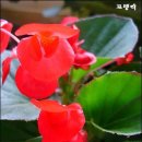 베고니아 이미지