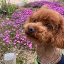 대관령 지니하우스 이미지