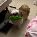 HI, MY DOG 이미지