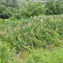 무주농장 이미지