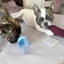 건강하개 먹개 | [링거펫]랩토피아에서 나온 강아지,고양이 수분 보충제 수분충전 링거수액❤