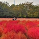 영희의 정원 이미지