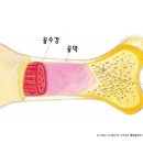 인체 _ 우리 몸의 튼튼한 기둥(뼈1) _ 교육자료15 이미지