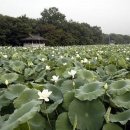 함양토종약초시장 이미지