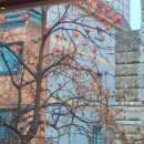 새들약국 이미지