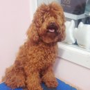 하쿠애견샵 이미지