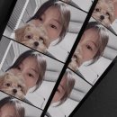 아리's dog | 아리 성장일기 겸 구매일기