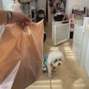 오구 수제간식 이미지