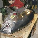 참치엔초밥