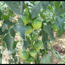 선우농장3 이미지