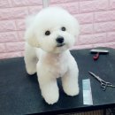 쁘띠 펫 살롱 이미지