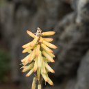 아라민박 이미지