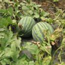 고향주유소 이미지