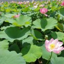 봉정연꽃마을 이미지