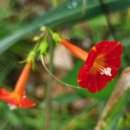 석등슬치로 이미지