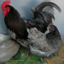 절골농장 이미지