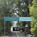 에코파인 | 아기랑 호주 브리즈번 여행 론파인 코알라 보호구역 입장권 식당 기념품 캥거루 먹이 주기