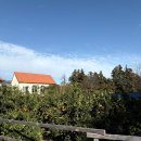 동진농장 | [제주] 아기랑 감귤청 만들고 감귤따기 체험하기 서귀포 제주에인감귤밭 카페 후기