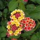 나무향기 펜션 이미지