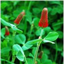 보성야생화 이미지