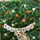 2Do (2도) | 리뉴얼된 강남 애견카페 2도라운지 방문 후기