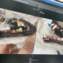 올치동물병원 이미지